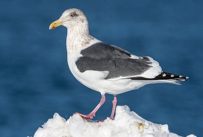 Slaty-backed Gull - ML379194411