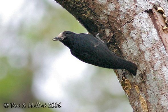 White-fronted Tit - ML379195401