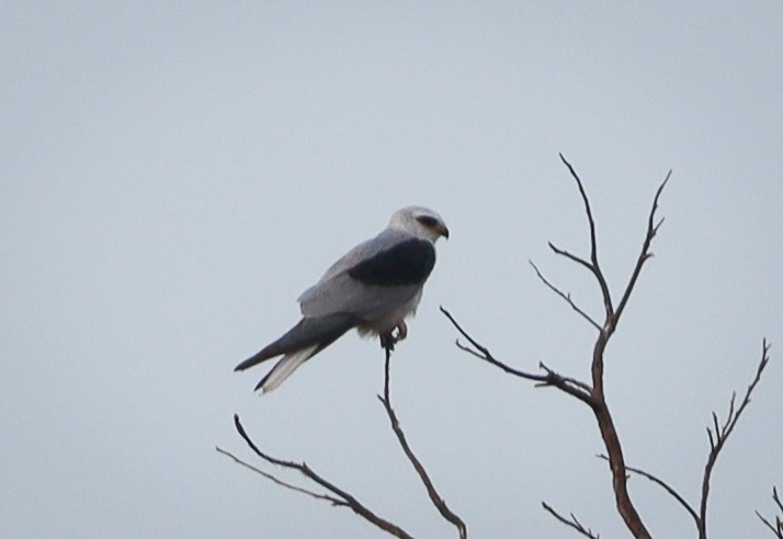 White-tailed Kite - ML379196161