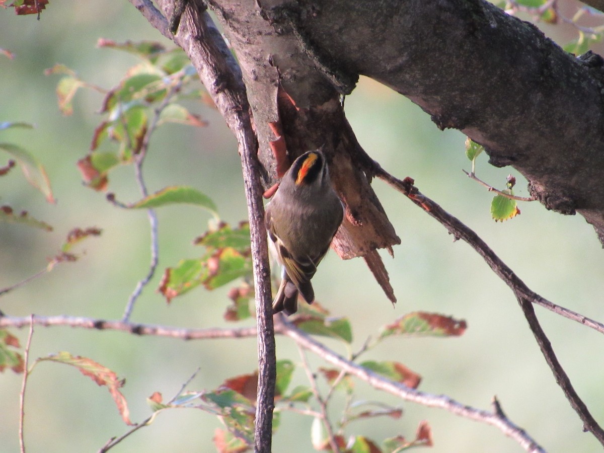 Golden-crowned Kinglet - ML379196181