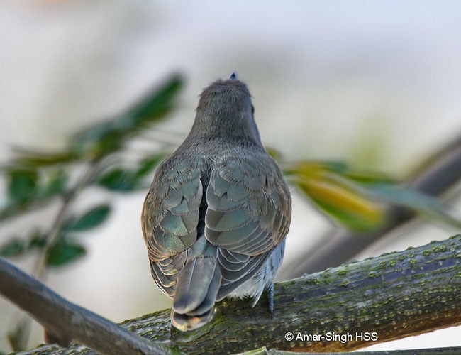 Little Bronze-Cuckoo (Little) - Amar-Singh HSS