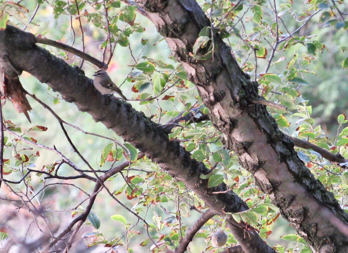 Golden-crowned Kinglet - ML379196331