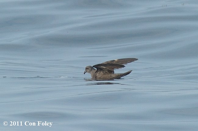 ヒメクロウミツバメ - ML379196341