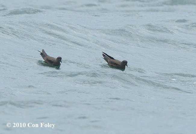 ヒメクロウミツバメ - ML379196501