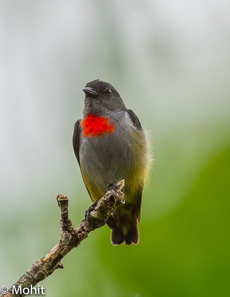 Halmahera Flowerpecker - ML379196741