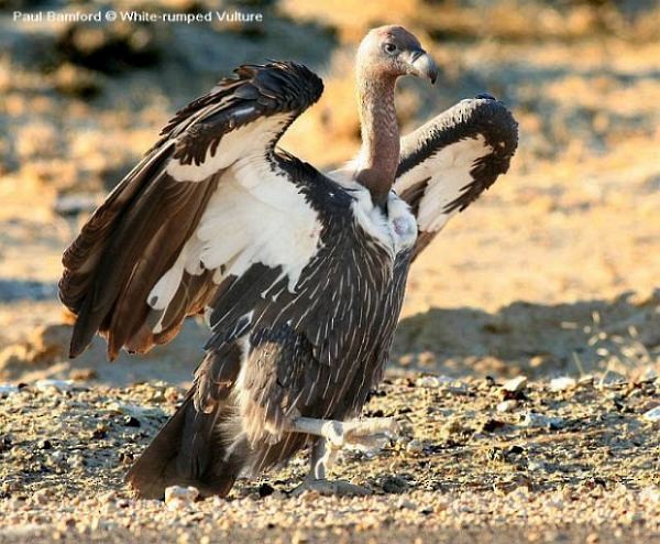 White-rumped Vulture - ML379197271