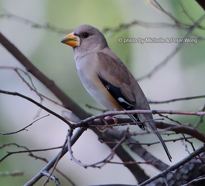 Yellow-billed Grosbeak - ML379197611