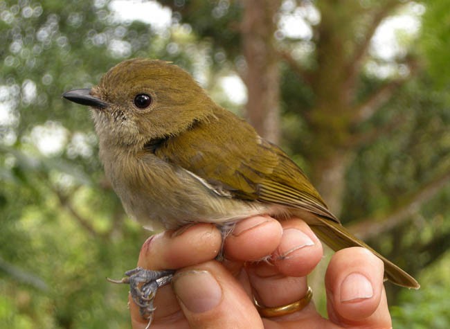 Green-backed Whistler - ML379198971