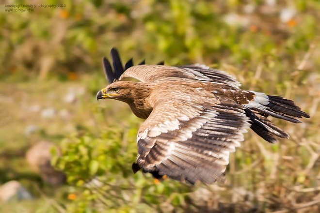 Steppe Eagle - ML379199041