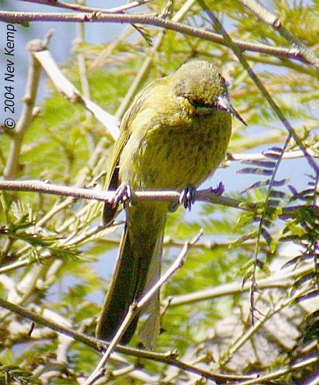Yellow-eared Honeyeater - ML379199071