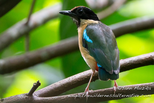 Ornate Pitta - ML379199471