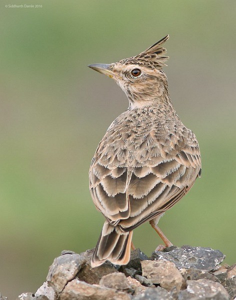 Tawny Lark - ML379199631