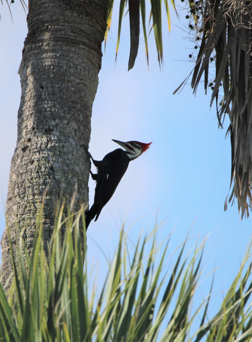 Pileated Woodpecker - ML379200551