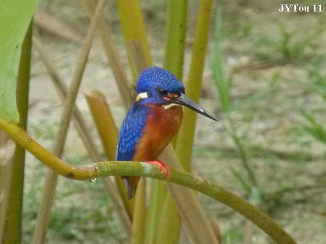 Blue-eared Kingfisher - ML379201171