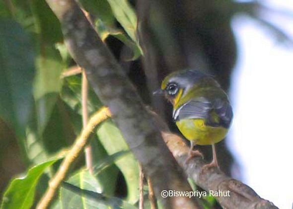 Black-eared Shrike-Babbler - ML379201201