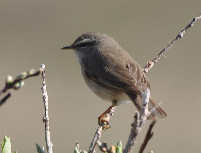 Smoky Warbler - ML379201681