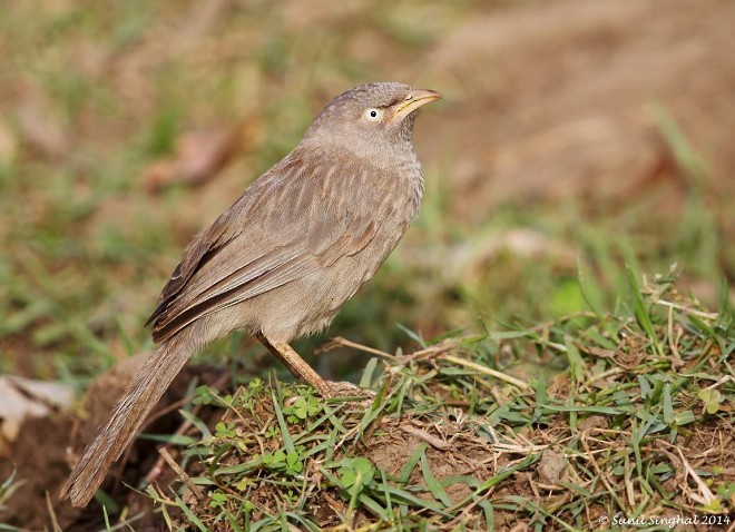 Jungle Babbler - ML379202581