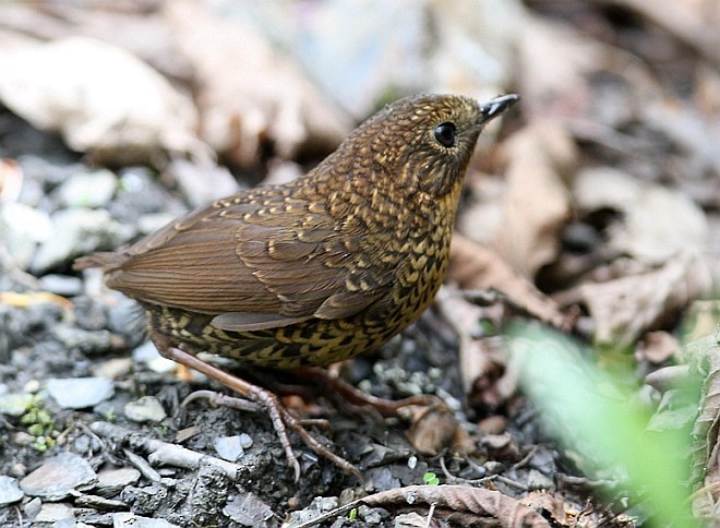 Scaly-breasted Cupwing (Chinese) - ML379202631