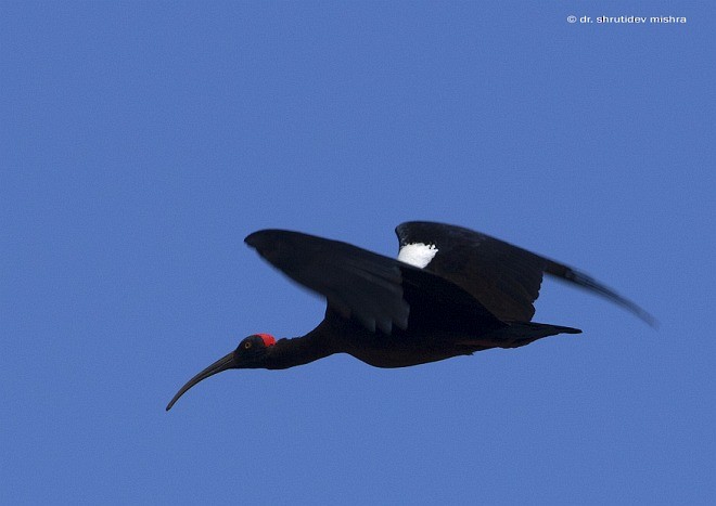 ibis bradavičnatý - ML379203081