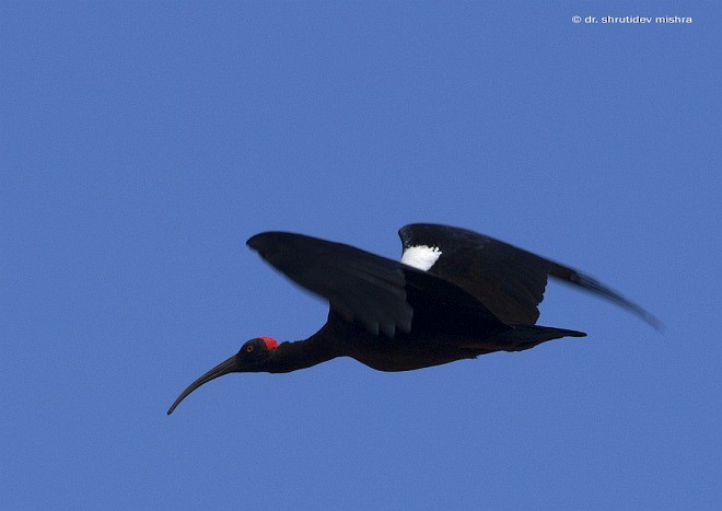 Red-naped Ibis - ML379203081