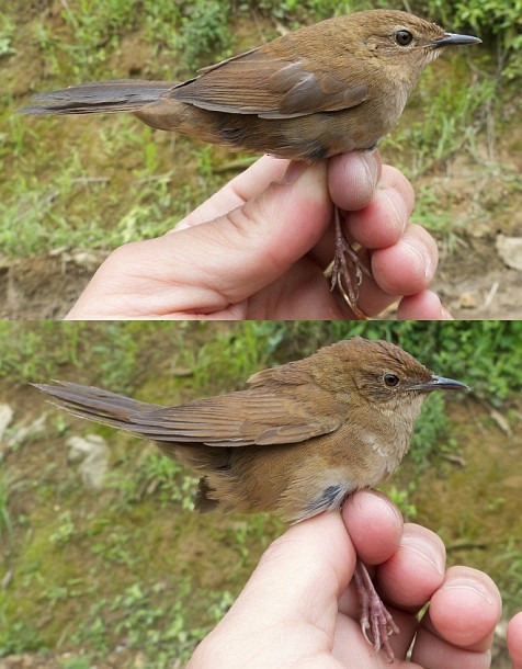 Russet Bush Warbler - ML379203611