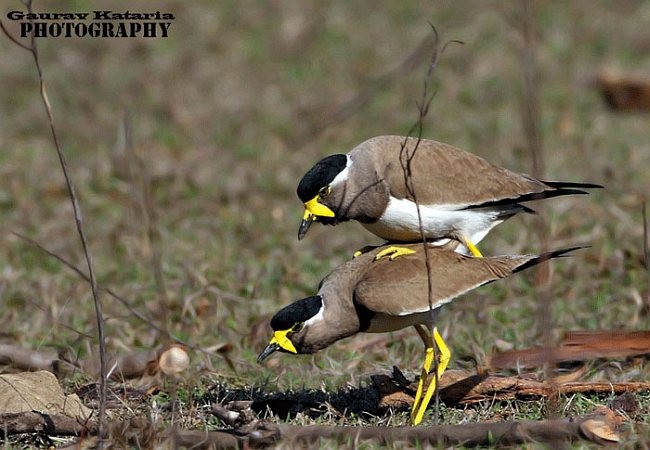 Yellow-wattled Lapwing - ML379204071