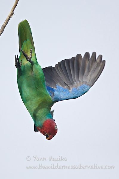 Red-cheeked Parrot - ML379204111