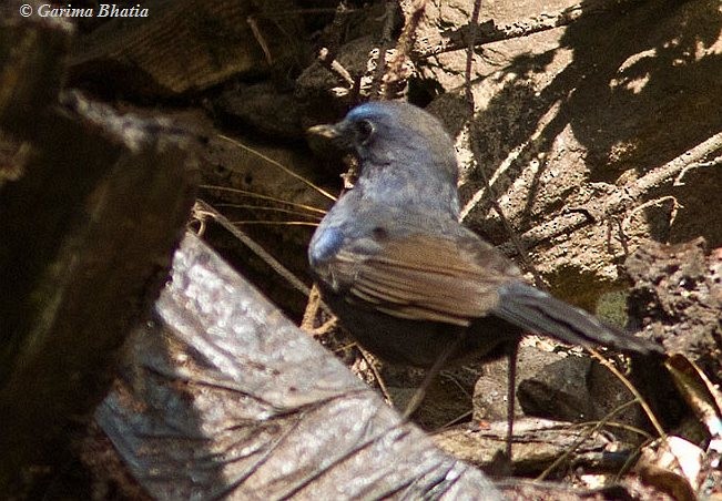 Blauschmätzer - ML379204301