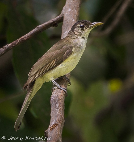 Nicobar Bulbul - ML379204731