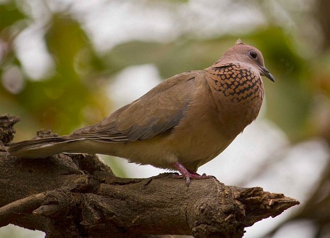 Laughing Dove - ML379205471