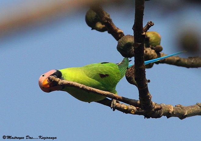 Blossom-headed Parakeet - ML379205781