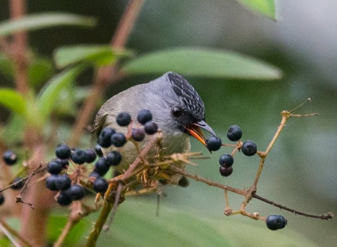 Black-chinned Yuhina - ML379206181