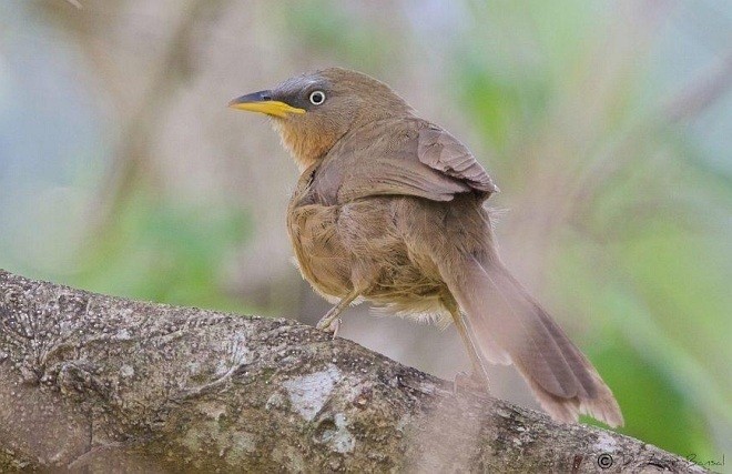 Rufous Babbler - ML379206331