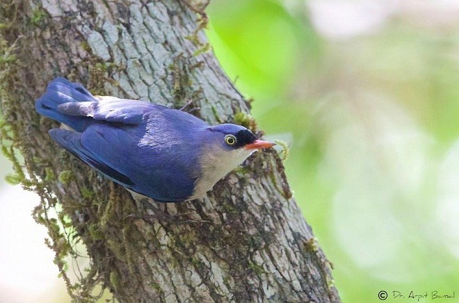 Velvet-fronted Nuthatch - Arpit Bansal