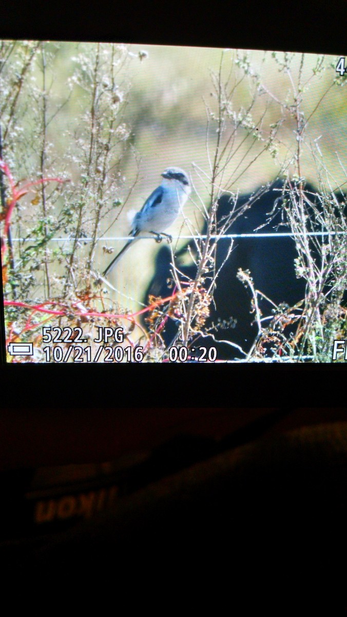 Loggerhead Shrike - ML37920641