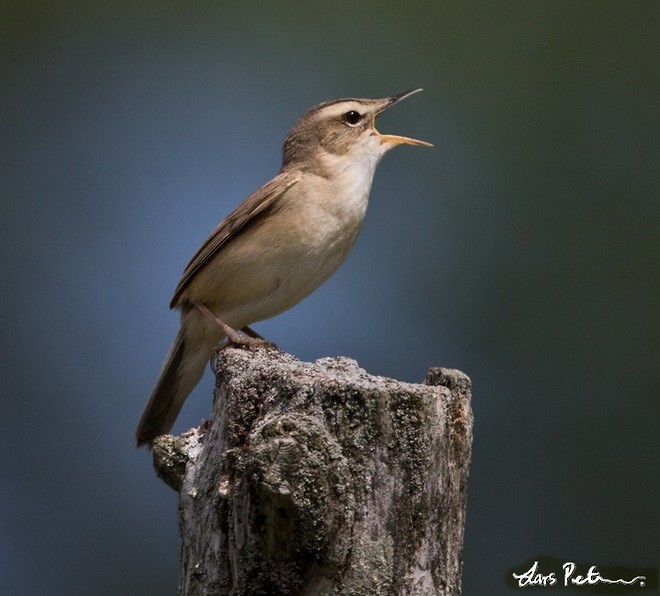 Black-browed Reed Warbler - Lars Petersson | My World of Bird Photography