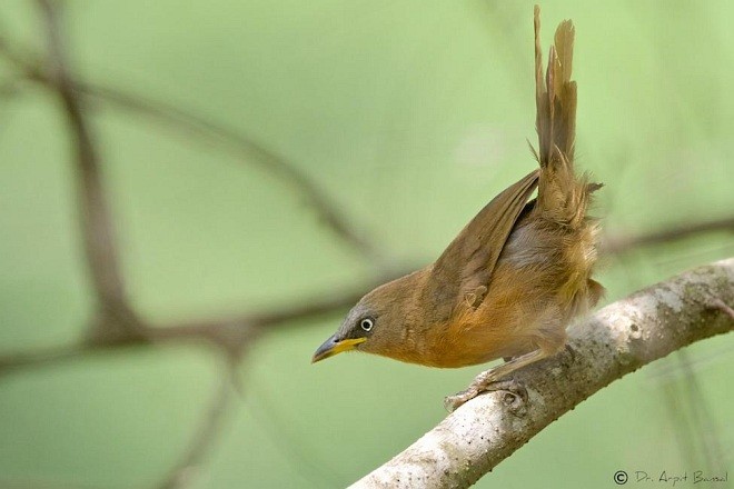 Rufous Babbler - ML379206511