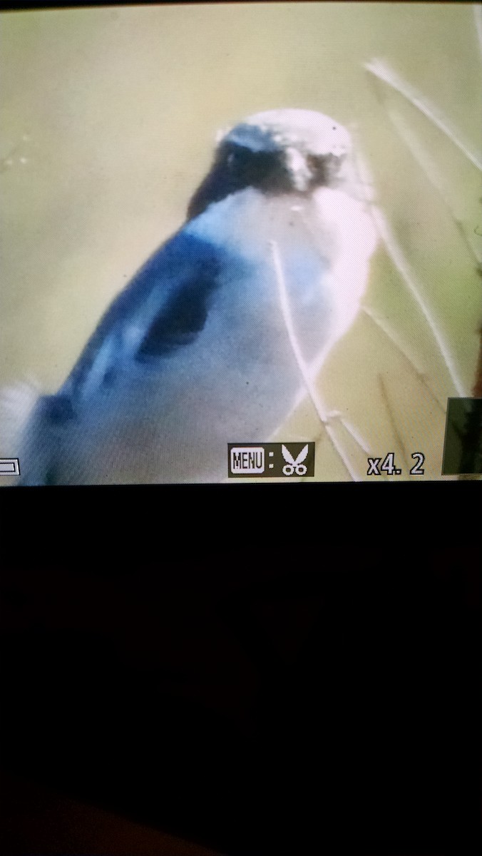 Loggerhead Shrike - ML37920671