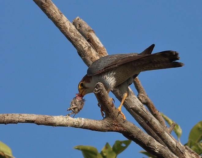 Red-necked Falcon (Asian) - ML379206721