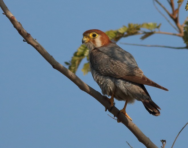 Red-necked Falcon (Asian) - ML379206731