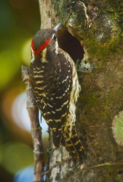 Philippine Pygmy Woodpecker - ML379206911