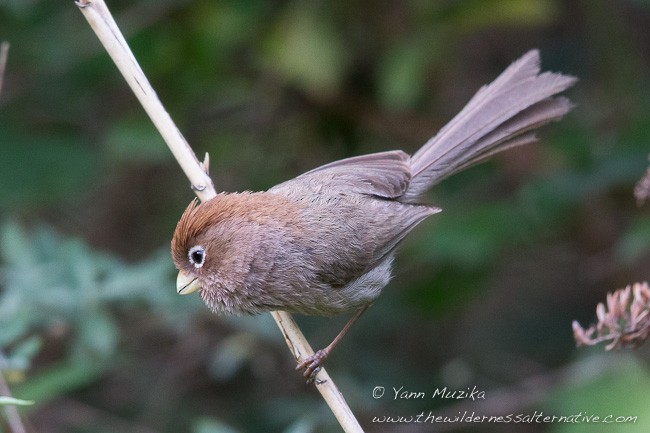 Spectacled Parrotbill - ML379207651