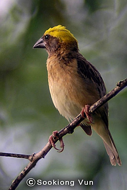 Baya Weaver - ML379207891