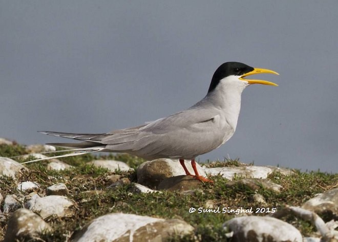 River Tern - ML379208691