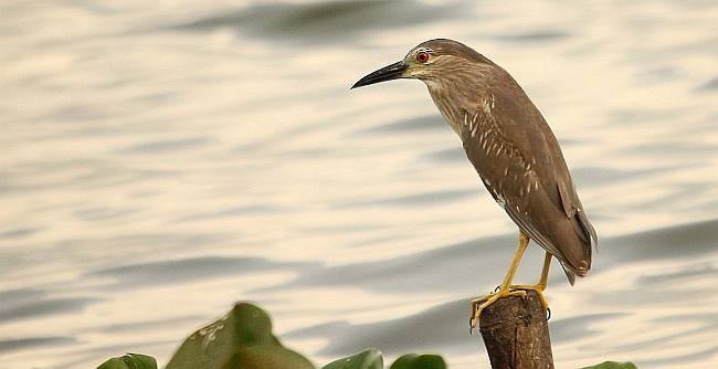 Black-crowned Night Heron (Eurasian) - ML379210911