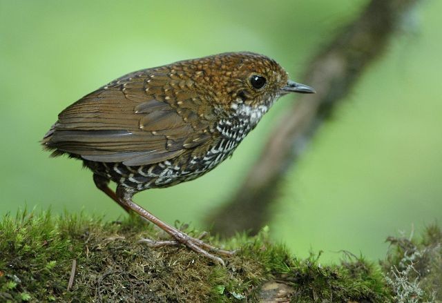 Scaly-breasted Cupwing (Chinese) - ML379210951