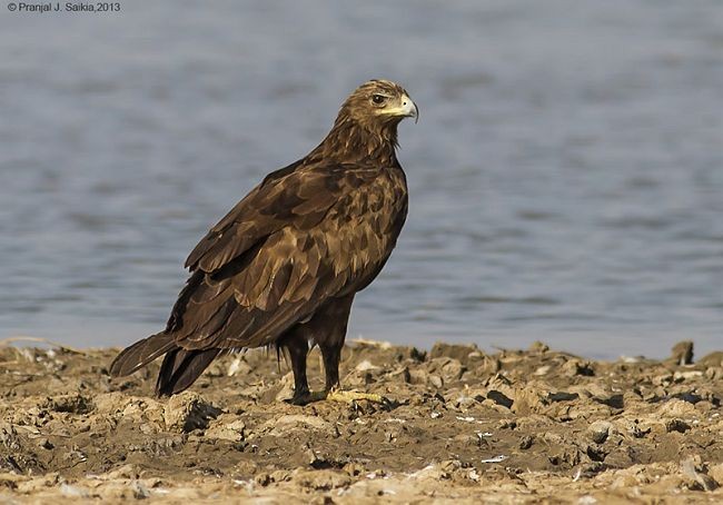 Greater Spotted Eagle - ML379211601
