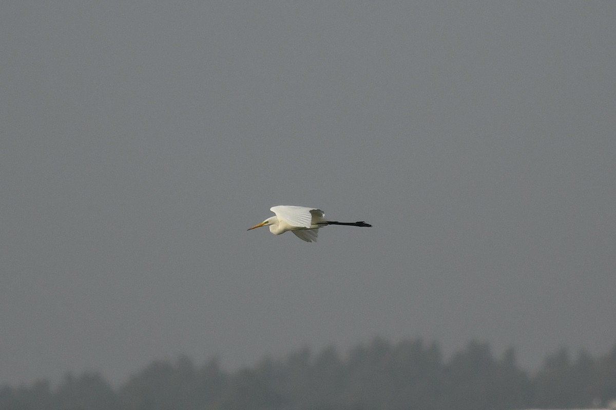 Great Egret - ML379211621