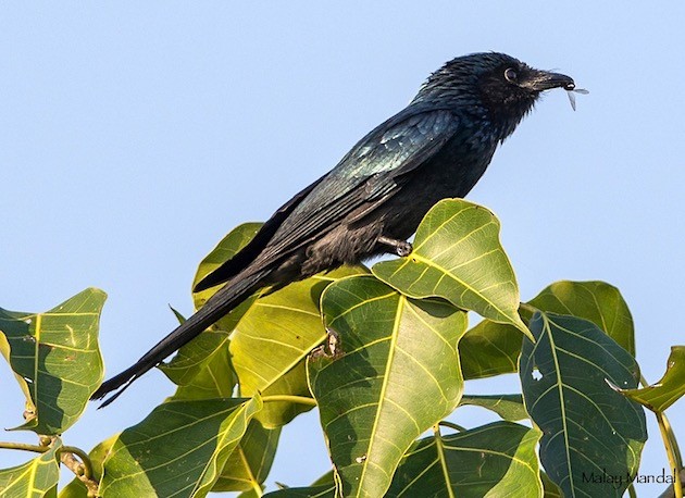 Bronzed Drongo - ML379211901