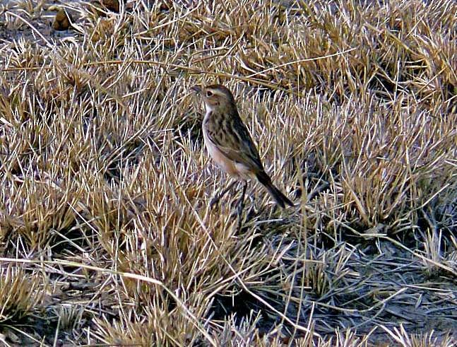 White-browed Bushchat - ML379211951